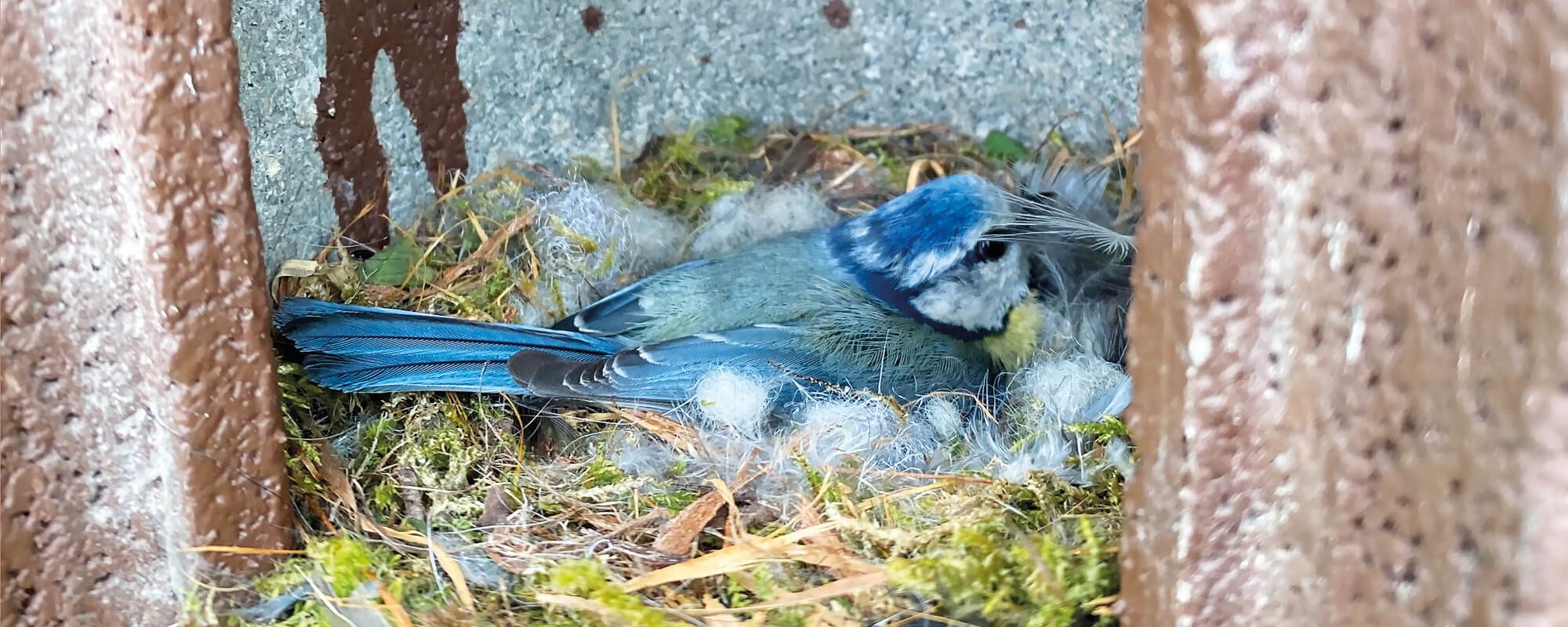 NESTING BIRDS AT ISO-CHEMIE